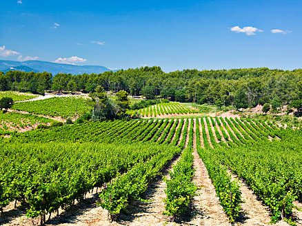 Déjeuner dans un mas authentique, au cœur des oliveraies et des vignes, avec des plats du terroir, authentiques à la Provence.